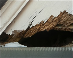 Squirrel damage in Shenandoah VA