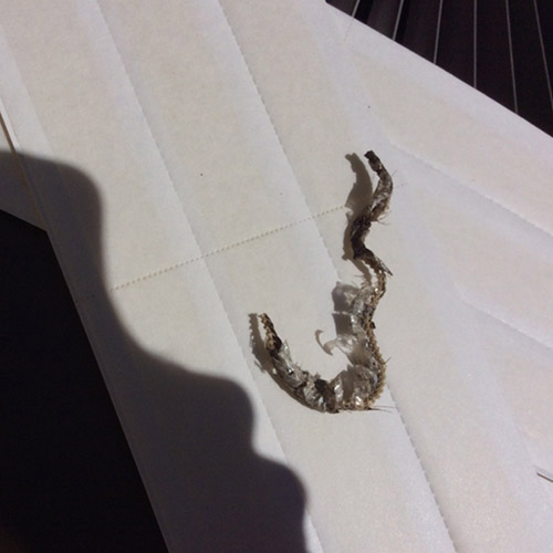 Snakes near House and Yard