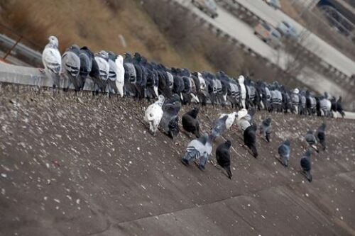 Large amount of pigeons on the roof