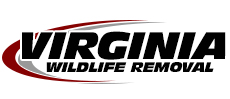 Shenandoah Wildlife Removal